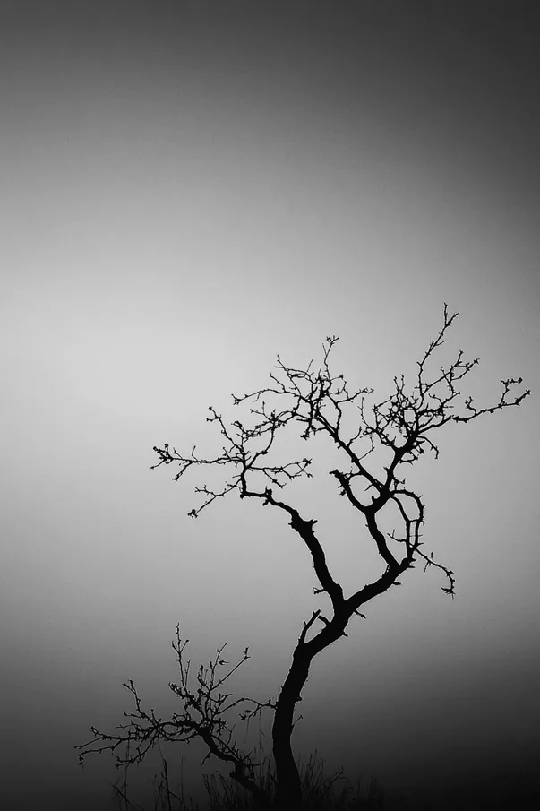 A still from the archive: bare branches against a pale wall.
